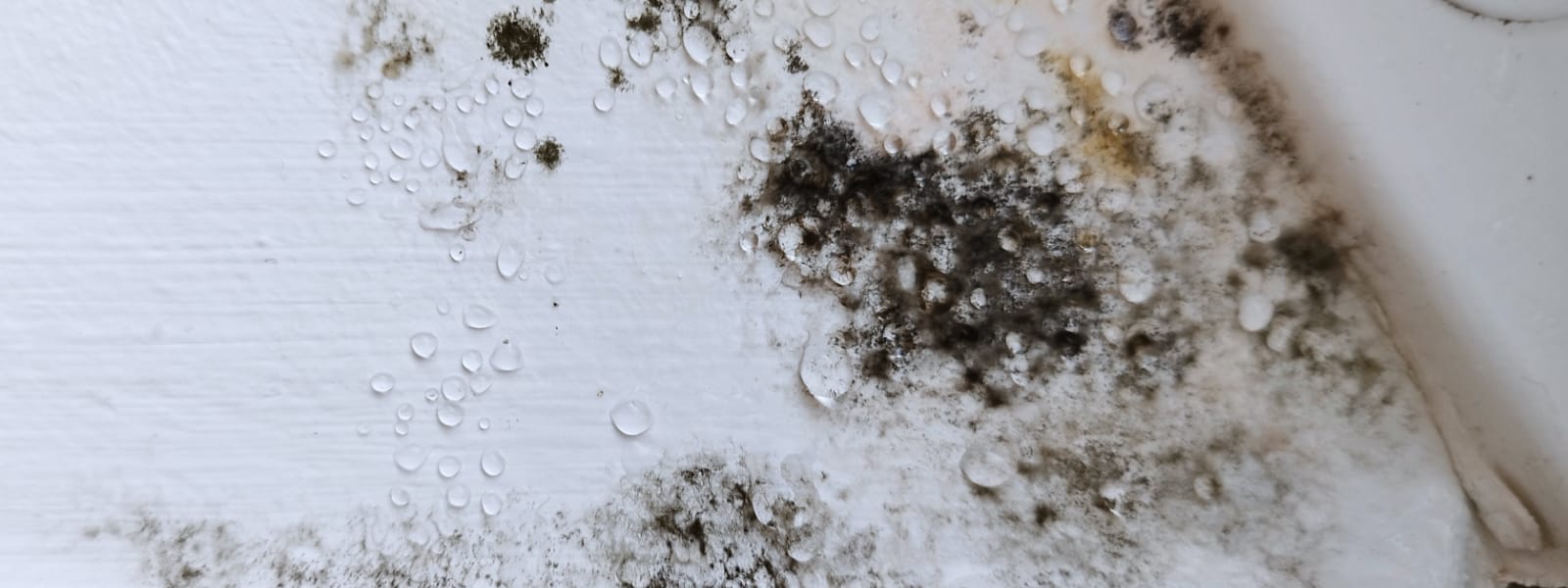 Mold Analysis Pekin IL 1 Mold Analysis Pekin IL