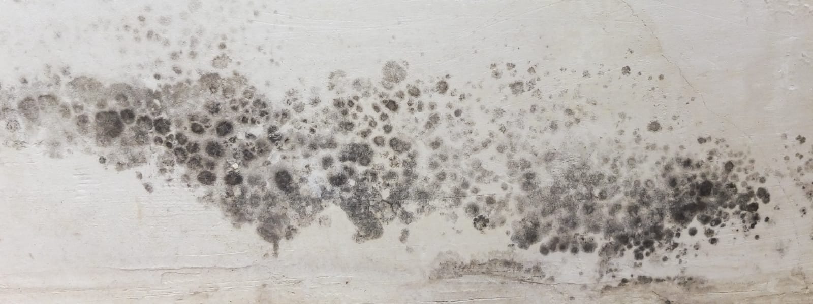 Mold Analysis Washington IL