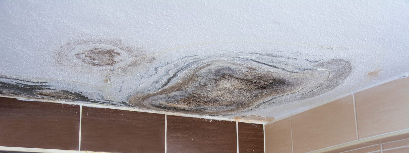 Mold Assessments Pekin IL 1 Mold Assessments Pekin IL