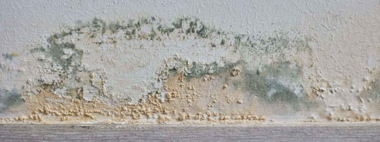 Mold Collection Pekin IL 1 Mold Collection Pekin IL