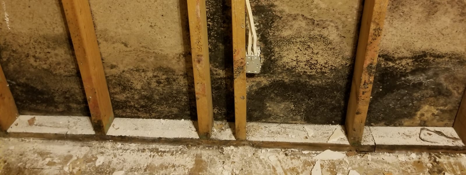 Mold Collection Washington IL 1 Mold Collection Washington IL