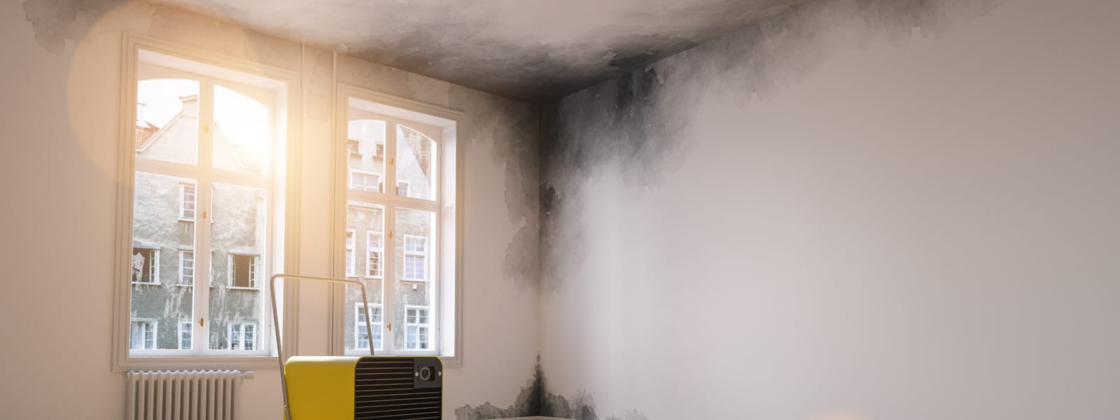 Mold Reports Morton IL 1 Mold Reports Morton IL