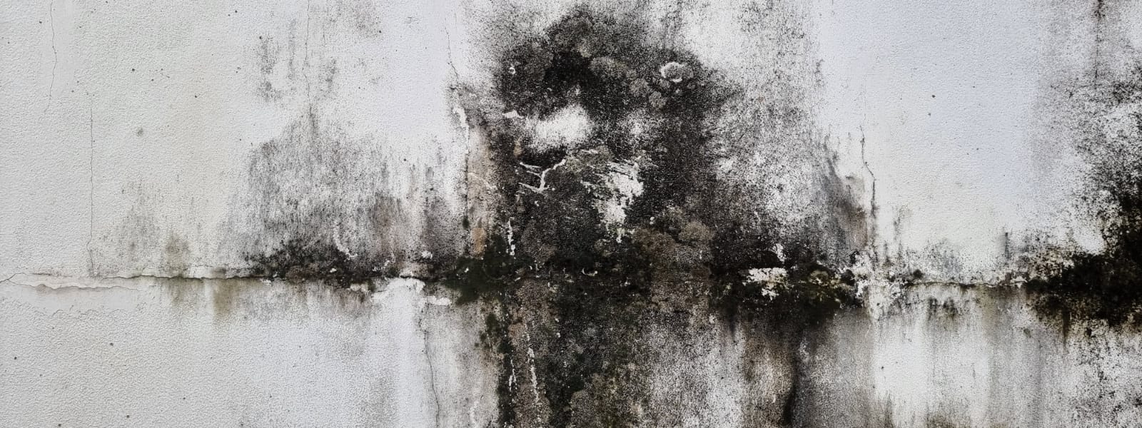 Peoria IL Mold Test 1 Peoria IL Mold Test