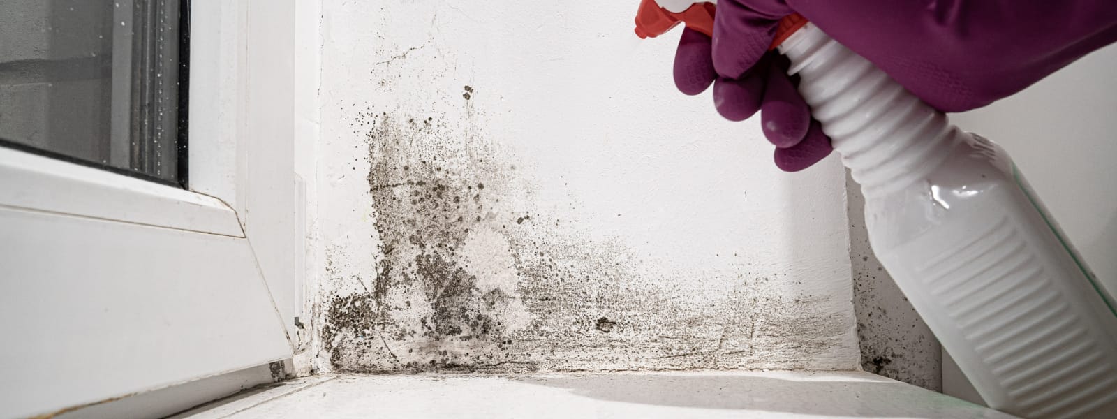 Mold Reports Washington IL