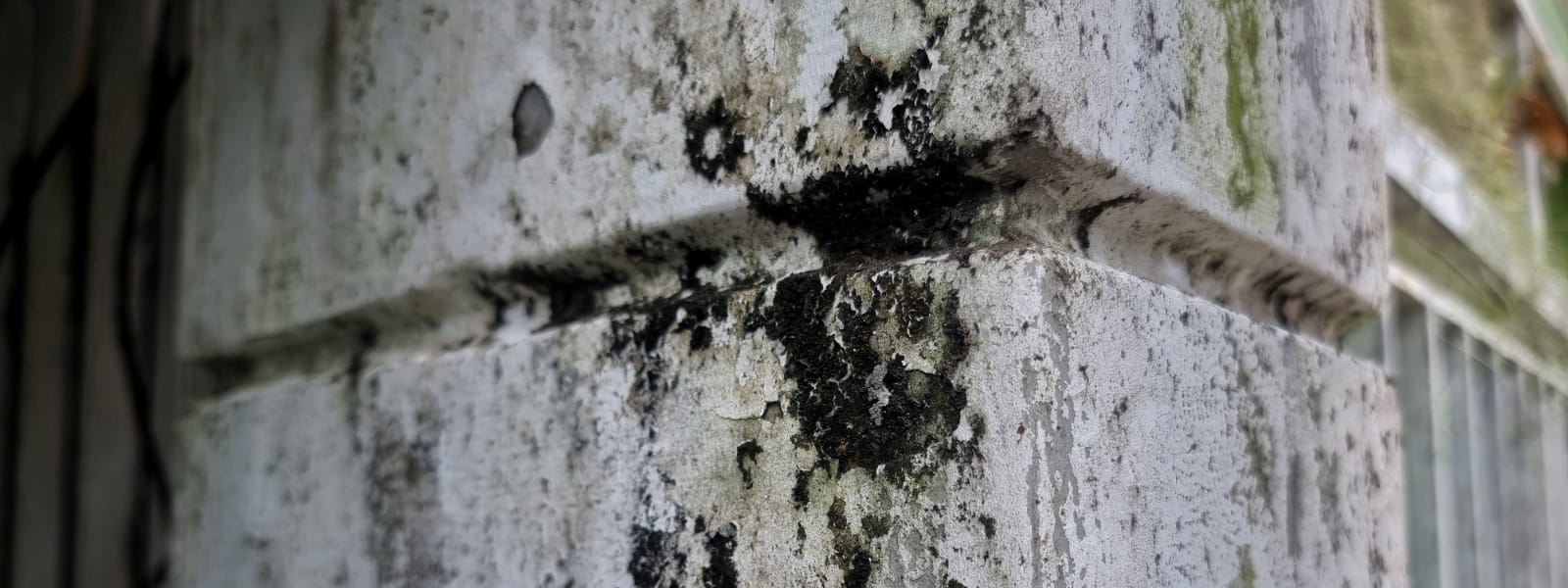 Peoria IL Mold 1 Peoria IL Mold