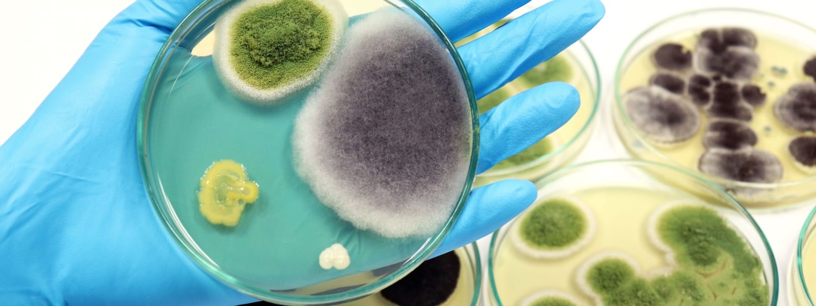 Residential Mold Testing Washington IL